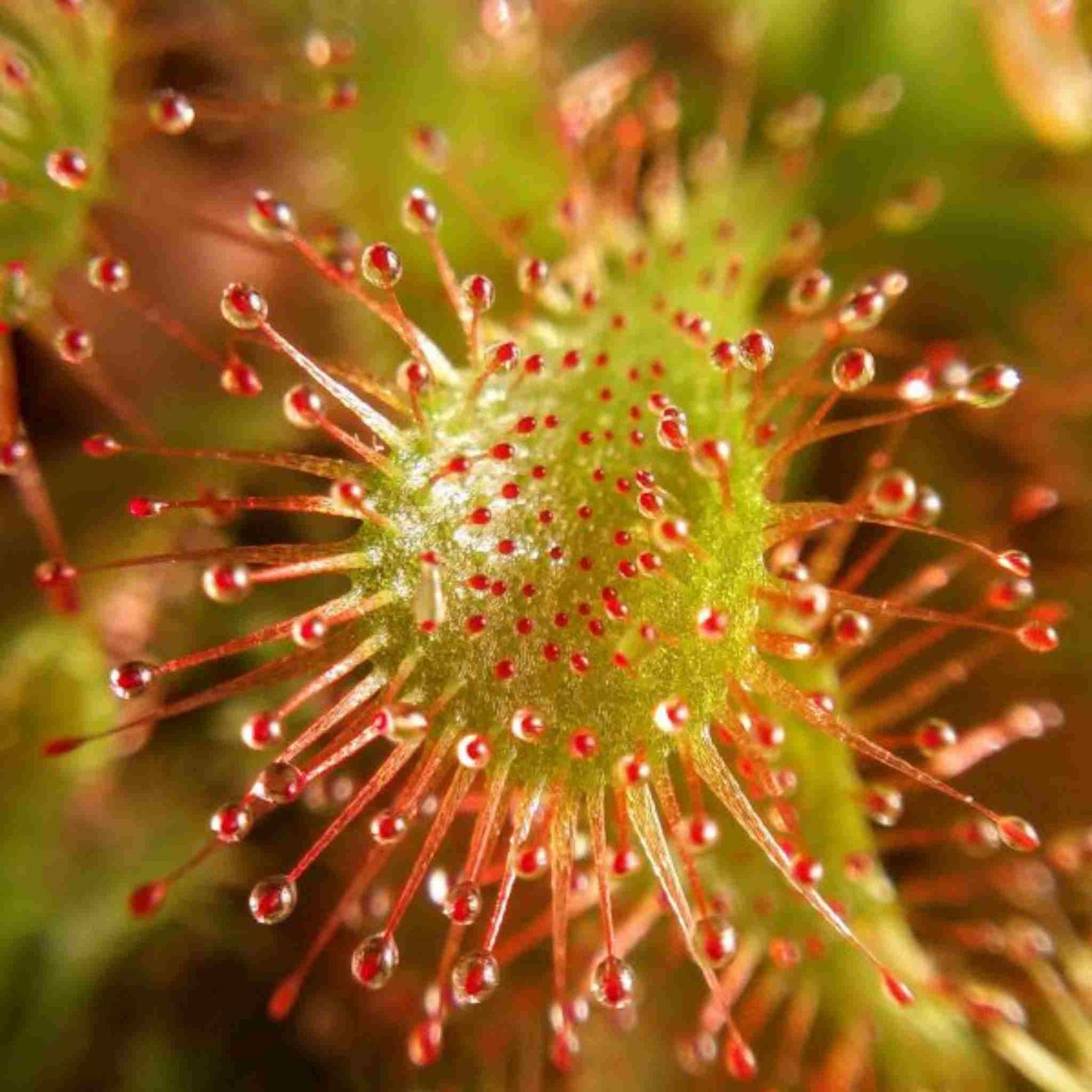 top view of Sundew Drosera Spatulata live houseplant from Divine Roots
