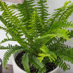 leaf detail of Emerald Queen Australian Sword Fern Rooted Starter Plant live fern from Divine Roots