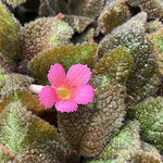 close-up detail of Episcia Pink Panther Succulent live succulent from Divine Roots