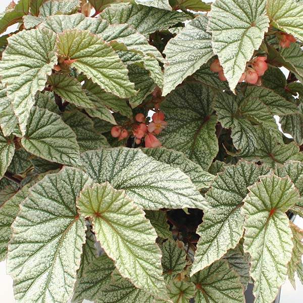 Angel Wing Begonia Snow Capped Rooted House Plants live Begonia from Divine Roots