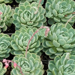 close-up detail of Echeveria Vertis live succulent from Divine Roots