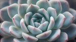 leaf detail of Echeveria Perle Von Nurnberg Rooted Starter Plant live succulent from Divine Roots