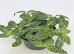 side profile of Fittonia Marble Green Rooted Starter Plants live houseplant from Divine Roots