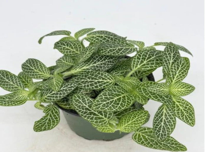 side profile of Fittonia Marble Green Rooted Starter Plants live houseplant from Divine Roots