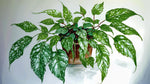 detail shot of Angel Wing Begonia Lois Burke live Begonia from Divine Roots