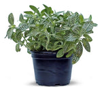 potted Fittonia Lovers Rooted Starter Plant live houseplant from Divine Roots