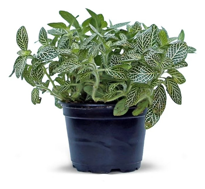 potted Fittonia Lovers Rooted Starter Plant live houseplant from Divine Roots