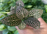 close-up detail of Fittonia Mistral Rooted Starter Plant live houseplant from Divine Roots