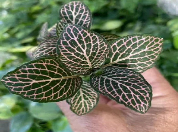 close-up detail of Fittonia Mistral Rooted Starter Plant live houseplant from Divine Roots