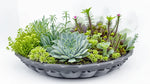 new growth on Succulents Trailing Assortment Rooted Starter Plant live succulent from Divine Roots