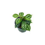 top view of Pilea Cadierei Aluminum Plant live Pilea from Divine Roots