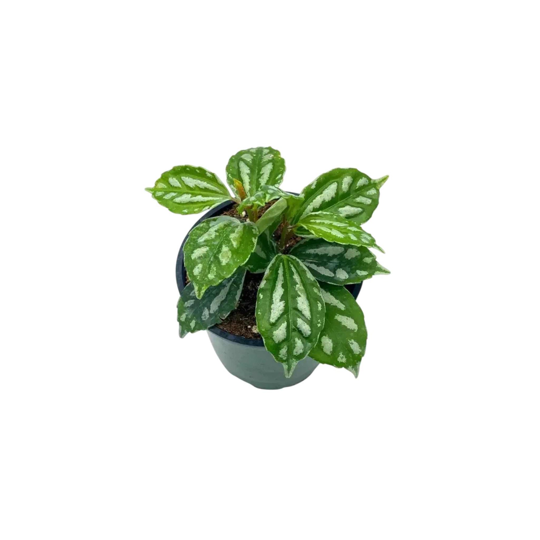 top view of Pilea Cadierei Aluminum Plant live Pilea from Divine Roots