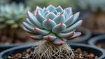 Echeveria Blue Elf Succulent live plant from Divine Roots — photo 9 of 10