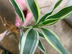 full view of Sanderiana Variegated Dracaena live Dracaena from Divine Roots