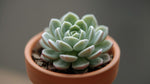 potted Echeveria Prolifica Succulent live succulent from Divine Roots