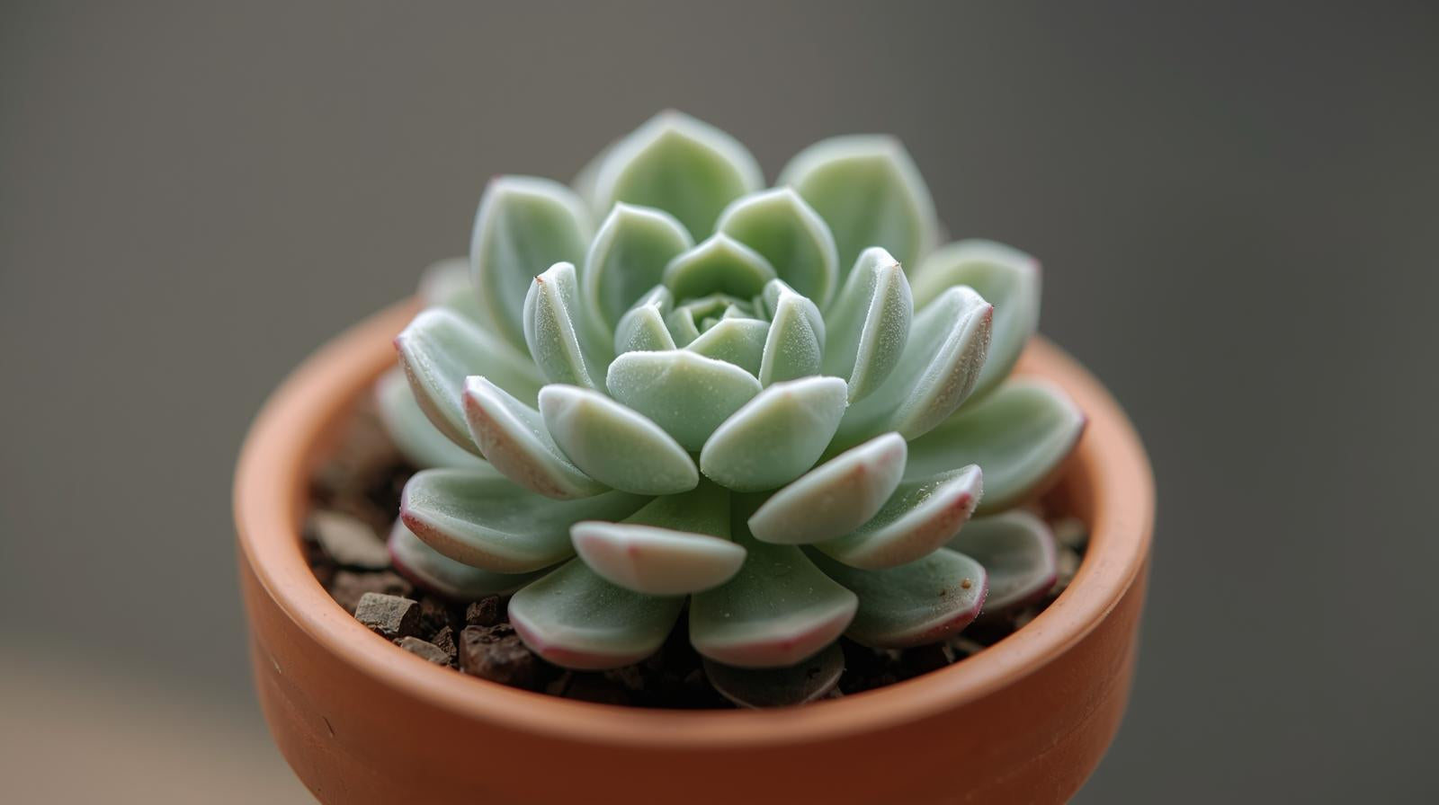 potted Echeveria Prolifica Succulent live succulent from Divine Roots