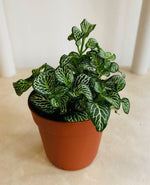 detail shot of Fittonia Marble Green Rooted Starter Plants live houseplant from Divine Roots