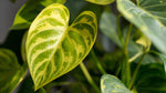 potted Philodendron Malay Gold (Lemon Lime) live Philodendron from Divine Roots