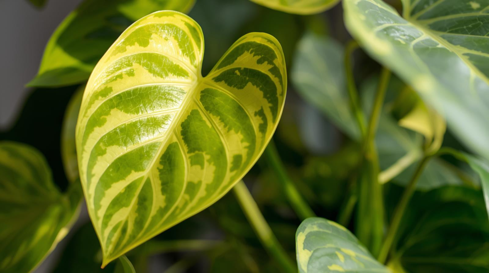 potted Philodendron Malay Gold (Lemon Lime) live Philodendron from Divine Roots