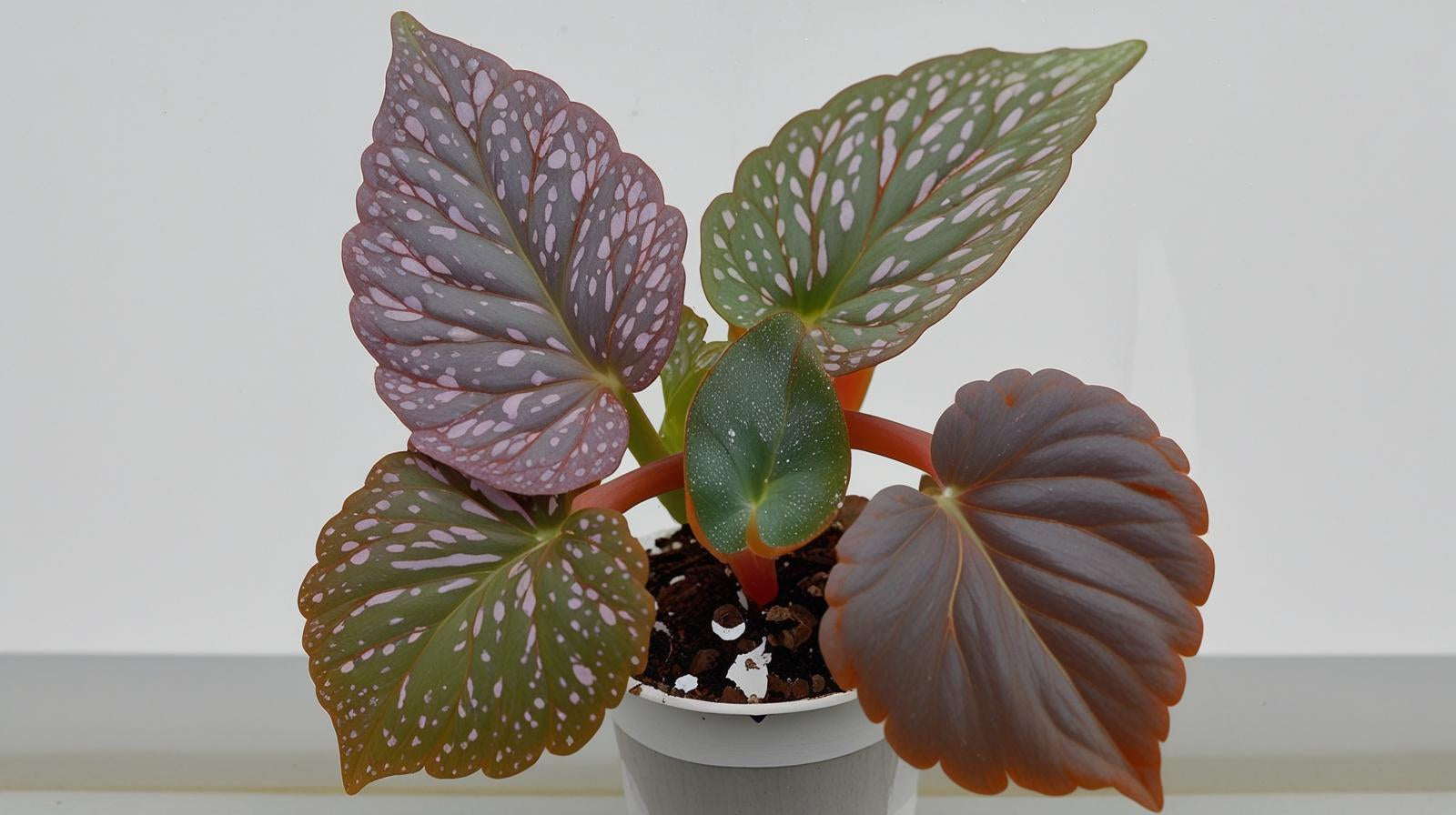 potted Angel Wing Begonia Benigo Pink Rooted Starter Plant live Begonia from Divine Roots