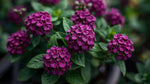 growth pattern of Lantana camara 'Dark Purple' live houseplant from Divine Roots