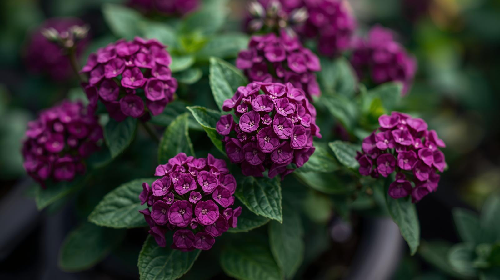 growth pattern of Lantana camara 'Dark Purple' live houseplant from Divine Roots