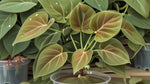 side profile of Philodendron Micans (Rooted Starter Plant) live Philodendron from Divine Roots