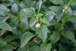 close-up detail of Florida Ruffle “Green Hedge” (Alternanthera sp.) live houseplant from Divine Roots