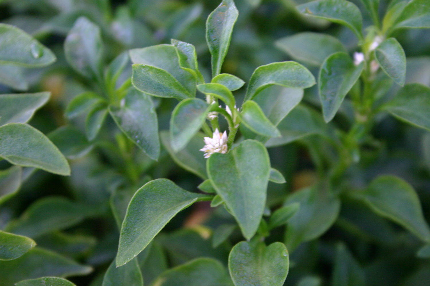 close-up detail of Florida Ruffle “Green Hedge” (Alternanthera sp.) live houseplant from Divine Roots