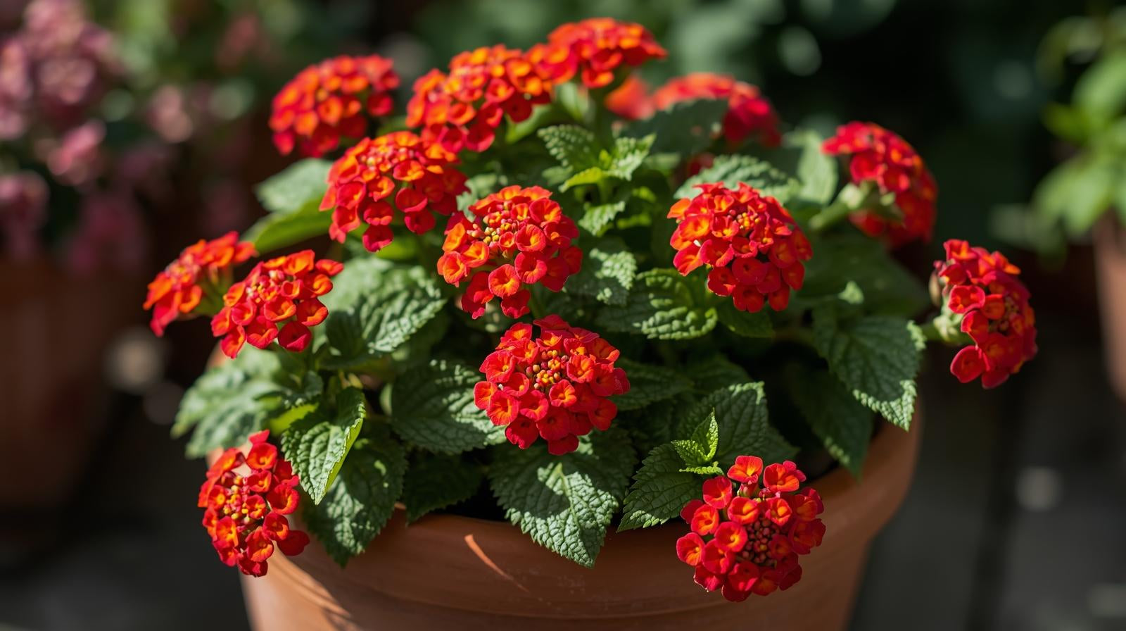 detail shot of Lantana Dallas Red (Rooted Starter Plant) live houseplant from Divine Roots