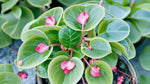 mature specimen of Angel Wing Begonia Sunbrite Pink Rooted Starter Plant live Begonia from Divine Roots