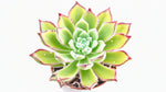 Echeveria Setosa Arrow live plant from Divine Roots — photo 6 of 11
