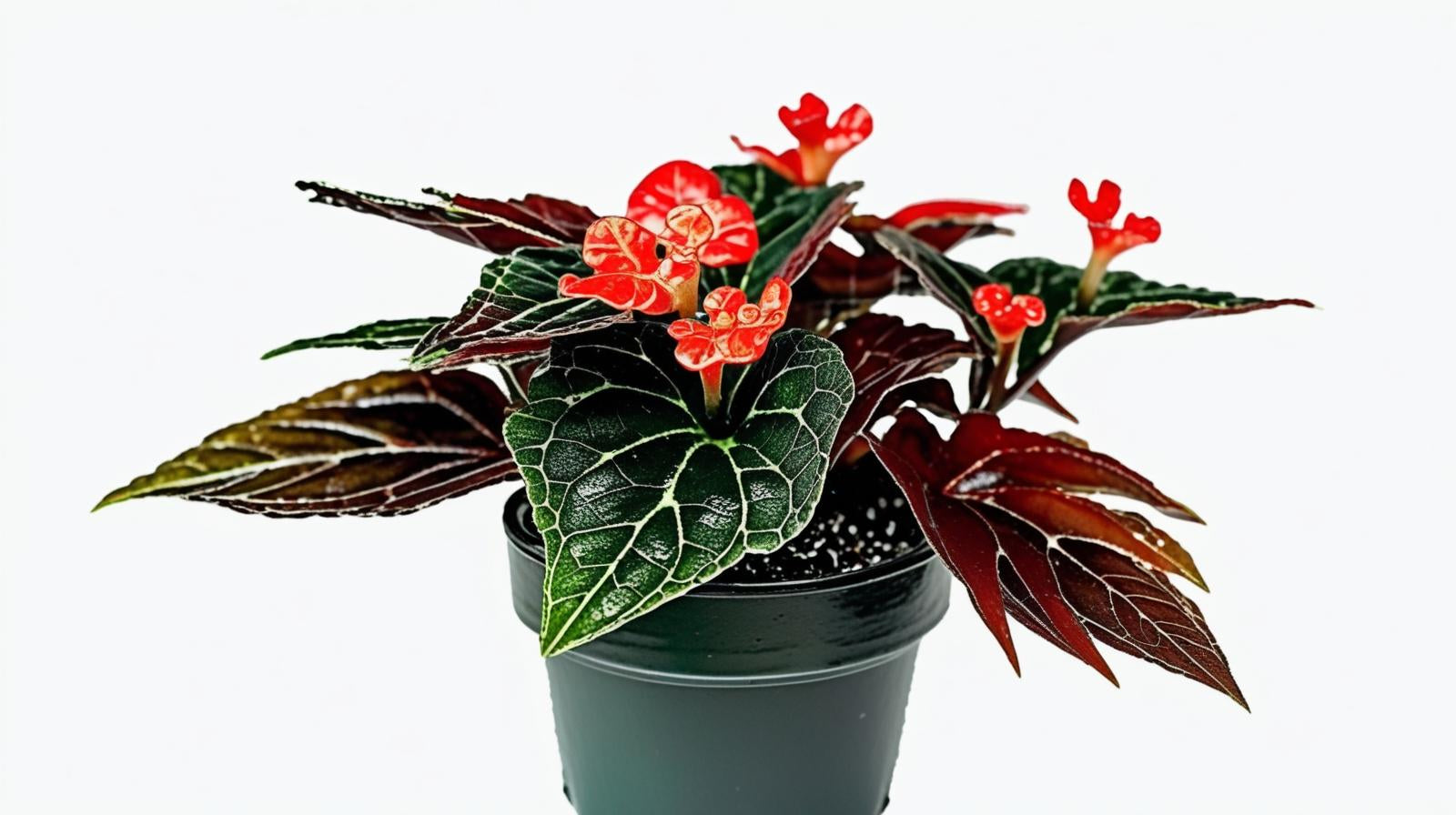 detail shot of Angel Wing Begonia Torch live Begonia from Divine Roots