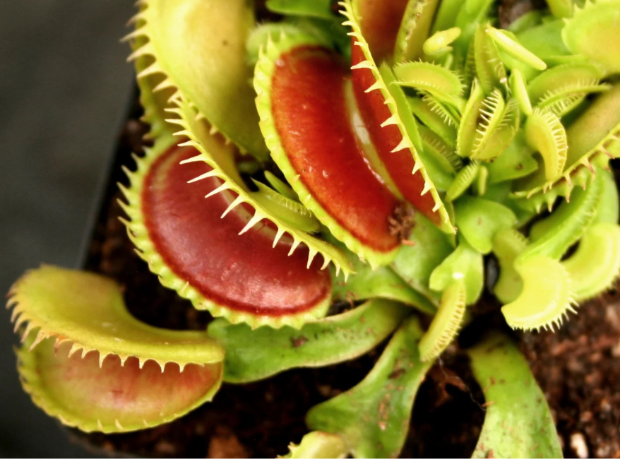 full view of Venus Fly Trap w/Dome (Dionaea muscipula ‘Dente’) 3″ Pot decorative planter from Divine Roots