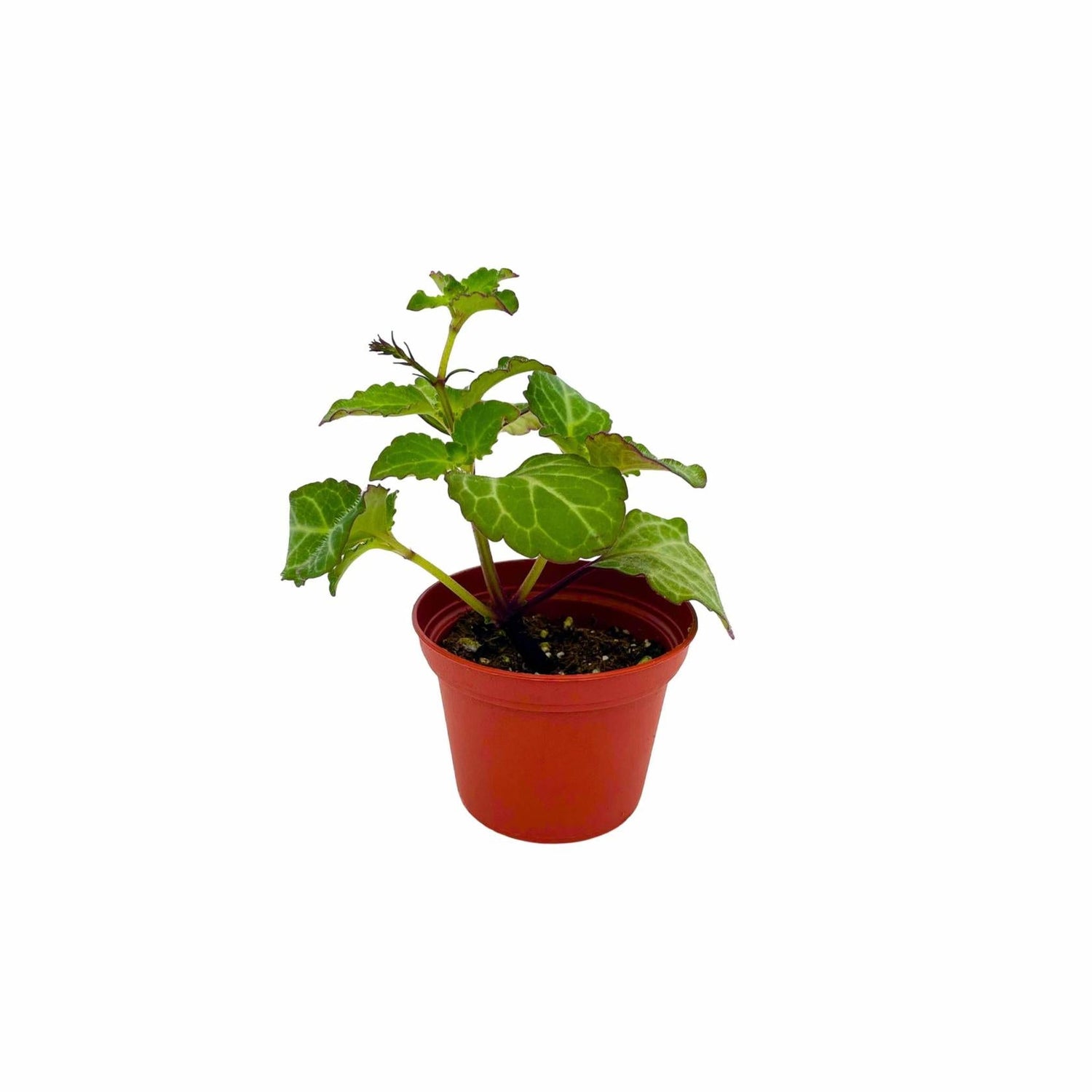 Plectranthus Swedish Ivy Emerald Lace