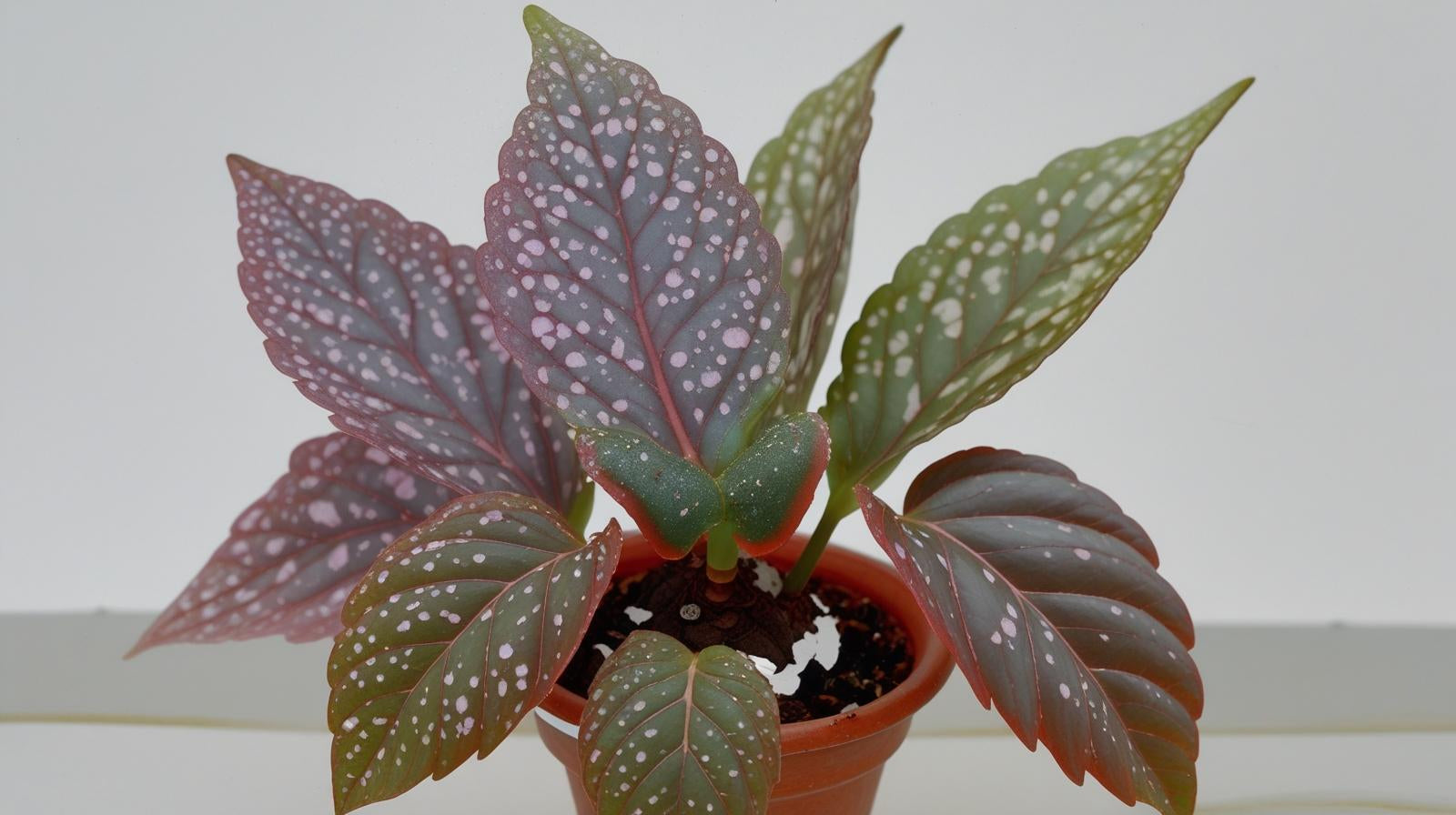 top view of Angel Wing Begonia Benigo Pink Rooted Starter Plant live Begonia from Divine Roots