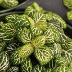 close-up detail of Fittonia Jolly Lemon Rooted Starter Plant live houseplant from Divine Roots