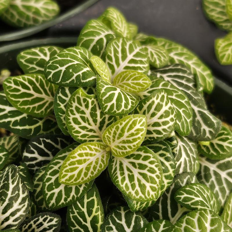 close-up detail of Fittonia Jolly Lemon Rooted Starter Plant live houseplant from Divine Roots