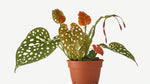 growth pattern of Angel Wing Begonia Maculata live Begonia from Divine Roots