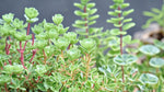 new growth on Sedum Spurium John Creech live succulent from Divine Roots