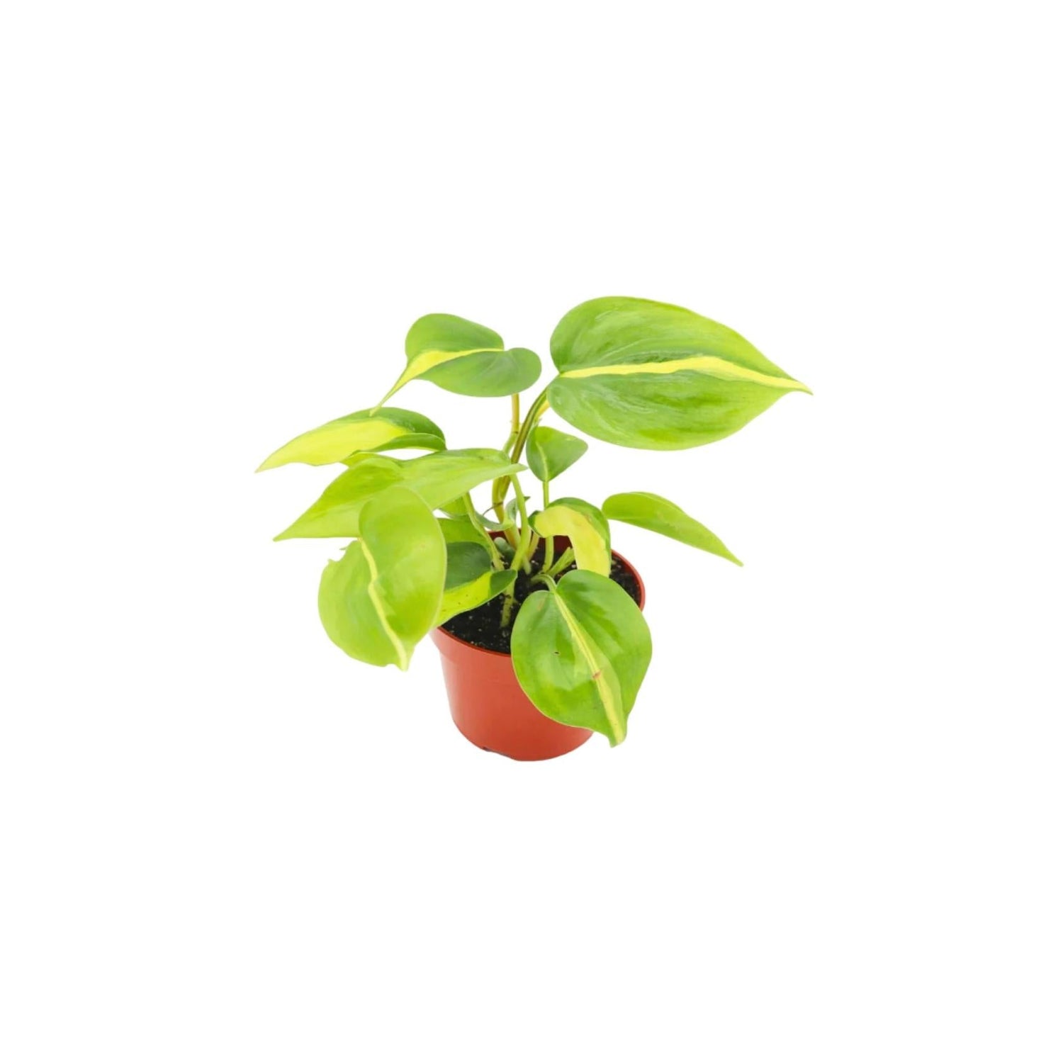 philodendron brasil soil mix Philodendron Brasil