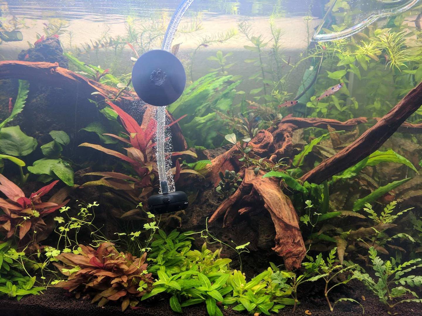 new growth on Pacific Wood For Aquascaping live houseplant from Divine Roots