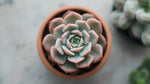 growth pattern of Echeveria Lola Rooted Starter Plant live succulent from Divine Roots