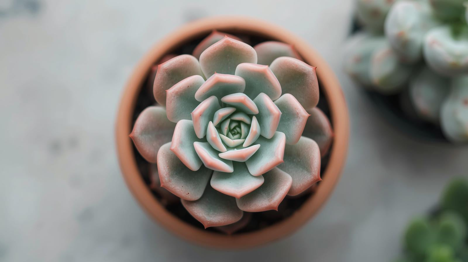 growth pattern of Echeveria Lola Rooted Starter Plant live succulent from Divine Roots