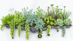 side profile of Succulents Trailing Assortment Rooted Starter Plant live succulent from Divine Roots