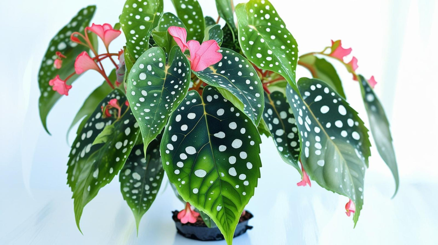 Angel Wing Begonia My Special Angel