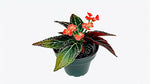 mature specimen of Angel Wing Begonia Torch live Begonia from Divine Roots