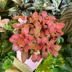 full view of Fittonia Zalm Ruby Lime Rooted Starter Plant live houseplant from Divine Roots