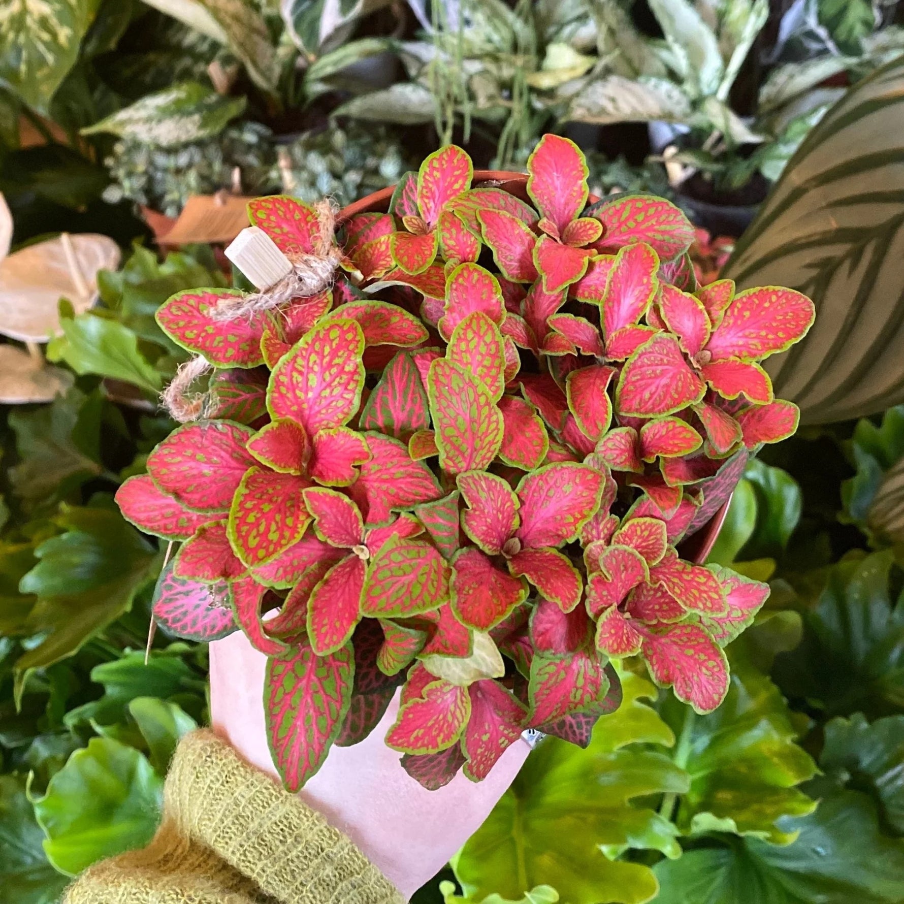 full view of Fittonia Zalm Ruby Lime Rooted Starter Plant live houseplant from Divine Roots