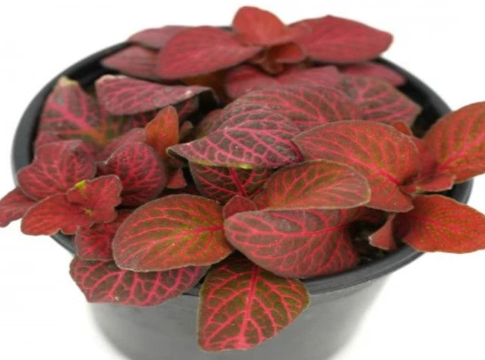 full view of Fittonia Red Flame Rooted Starter Plant live houseplant from Divine Roots